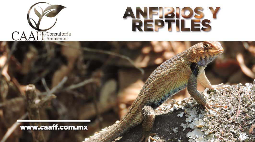 consultoria ambiental caaff